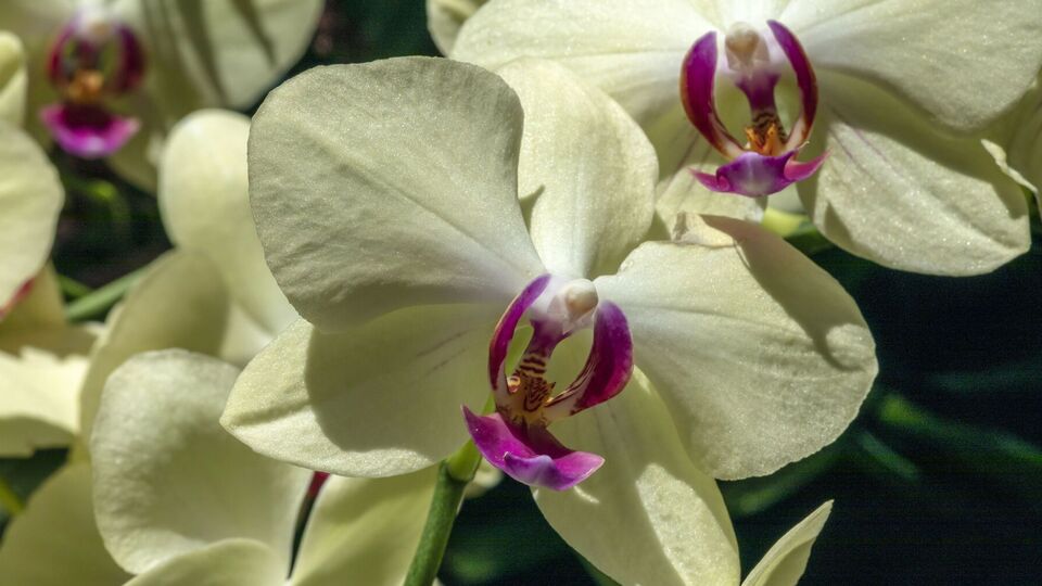 Орхидея гарантированно расцветет