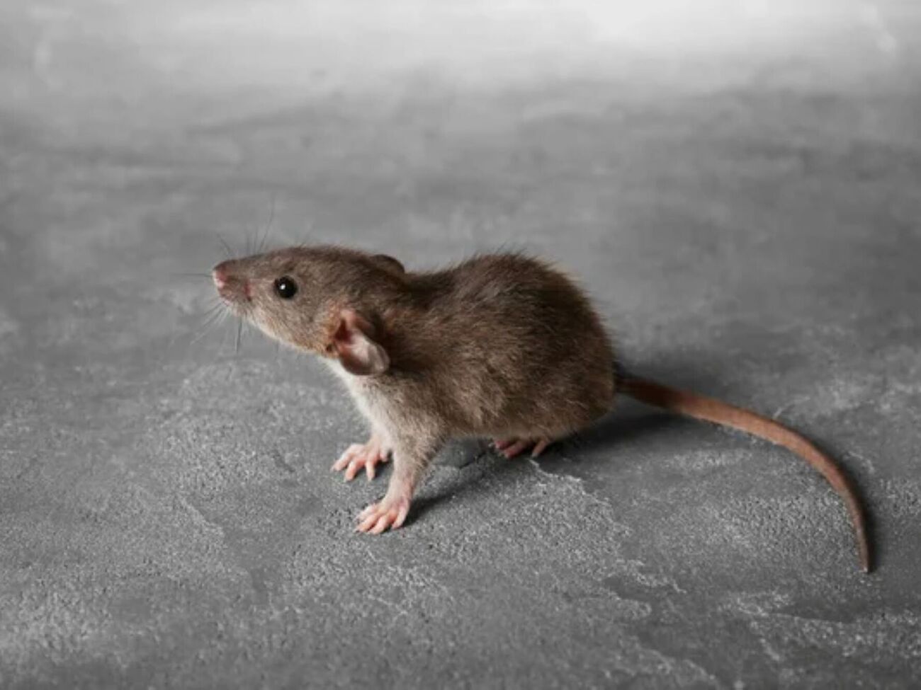 Боротися з навалою щурів і мишей потрібно комплексно