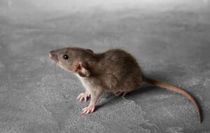 Боротися з навалою щурів і мишей потрібно комплексно