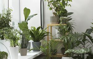 Для образования бутонов и активного цветения растениям нужен фосфор, но в кофе его нет