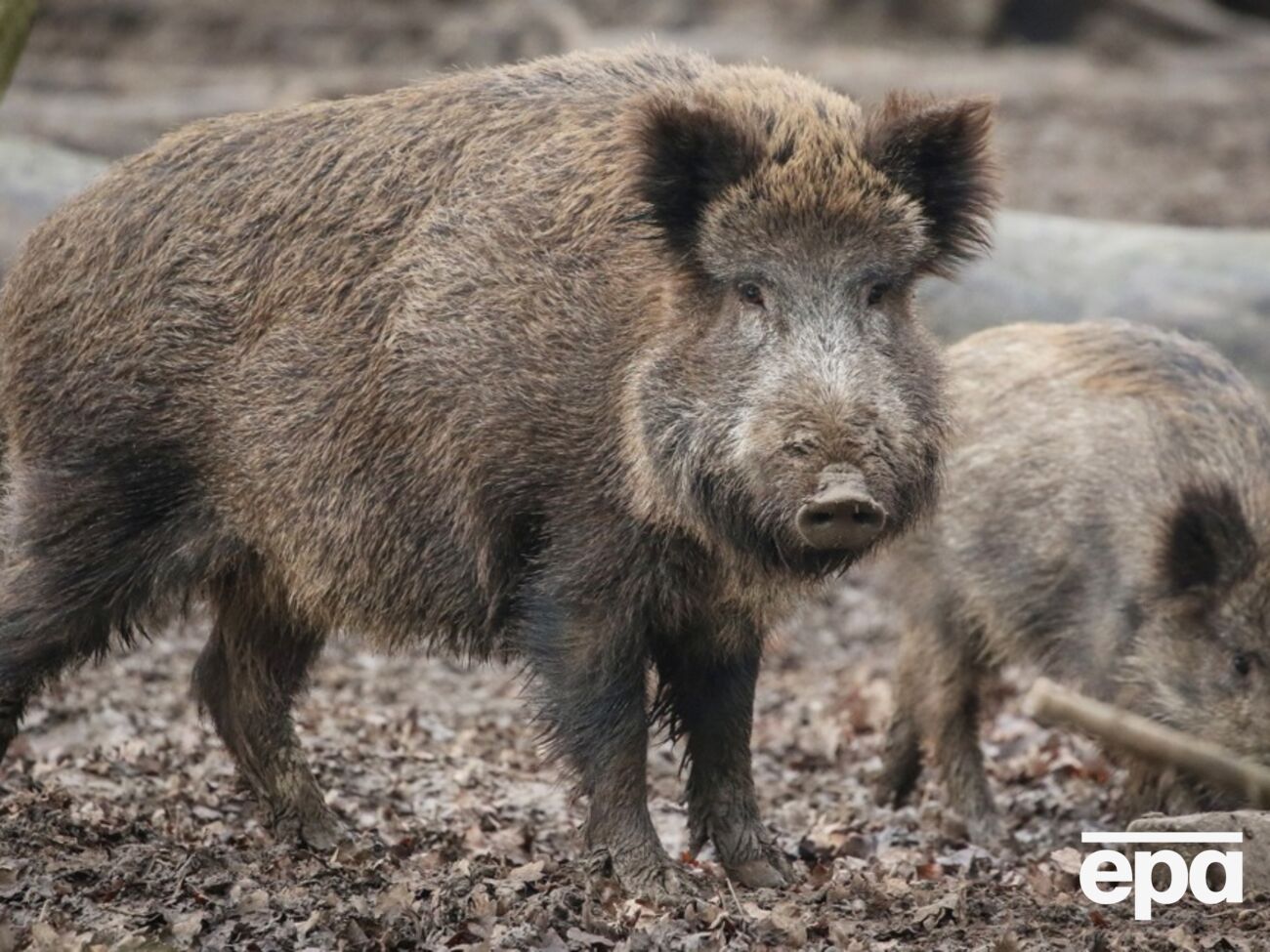 Тело больного кабана найдено в центральной Польше