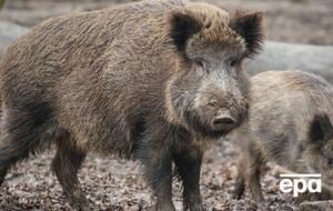 Тело больного кабана найдено в центральной Польше