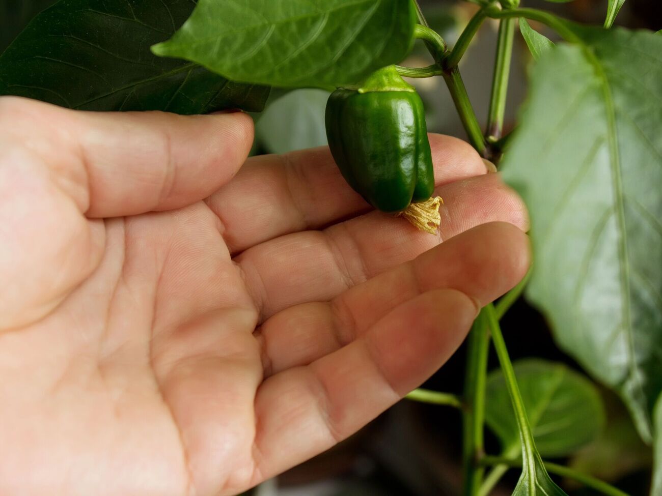 Перец даст плоды даже в условиях выращивания в квартире