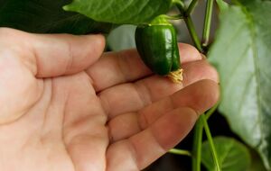 Перец даст плоды даже в условиях выращивания в квартире