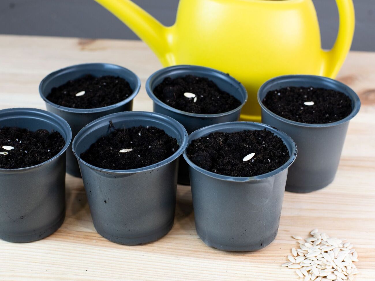 Насіння після саджання потребує особливого догляду