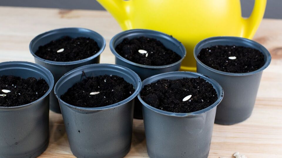 Семена после посадки нуждаются в особом уходе