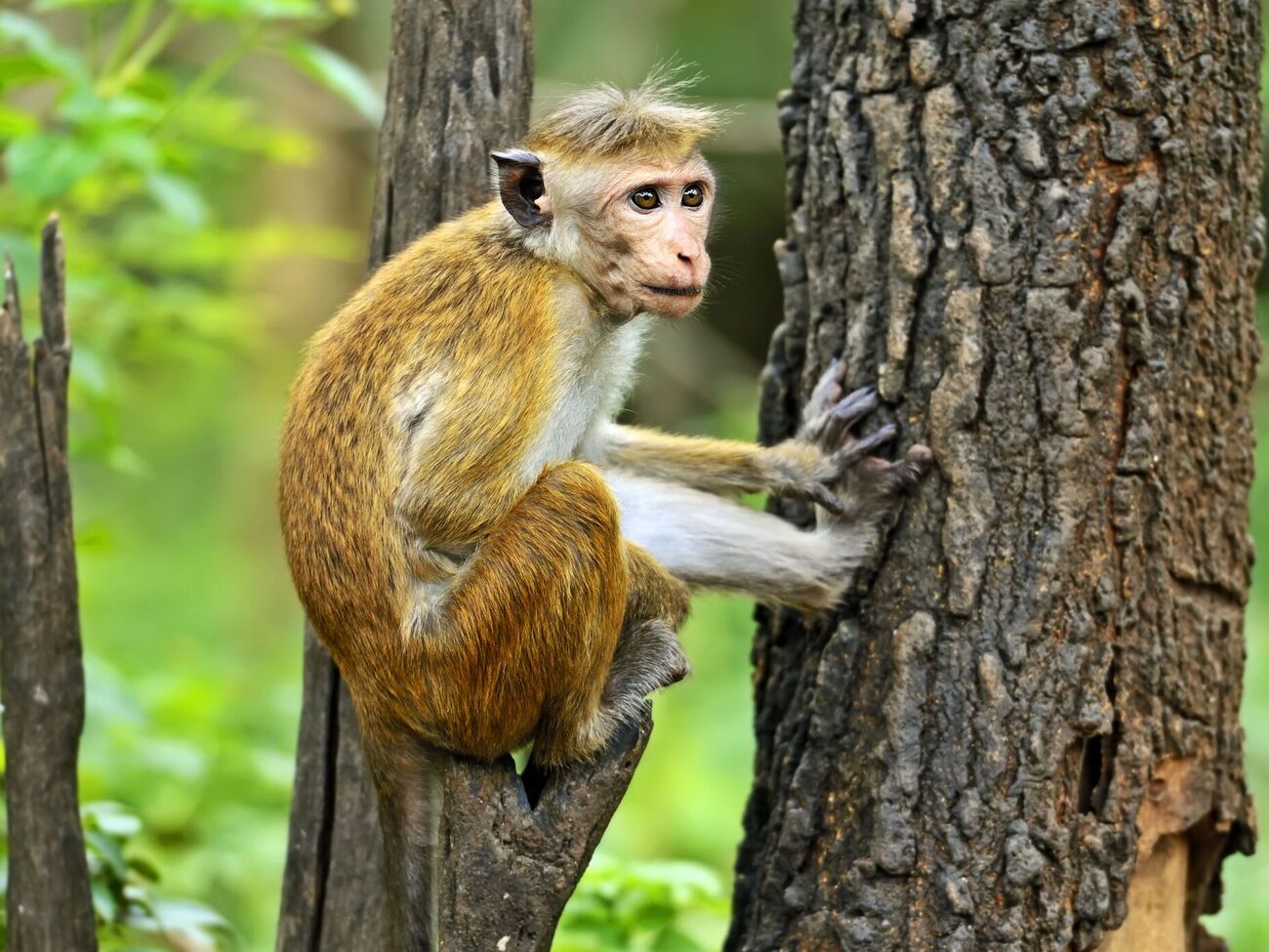 На Шри-Ланке обезьяна вывела из строя всю энергосистему