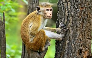 На Шри-Ланке обезьяна вывела из строя всю энергосистему