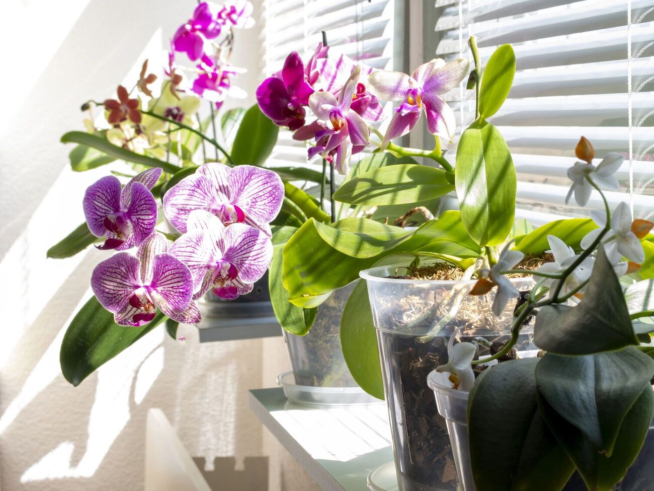 Обробляти листя орхідеї часниковою водою можна раз на два тижні