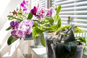 Обробляти листя орхідеї часниковою водою можна раз на два тижні