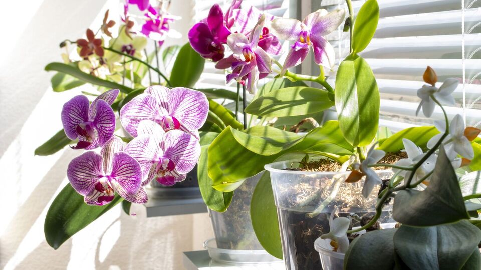 Обрабатывать листья орхидеи чесночной водой можно раз в две недели