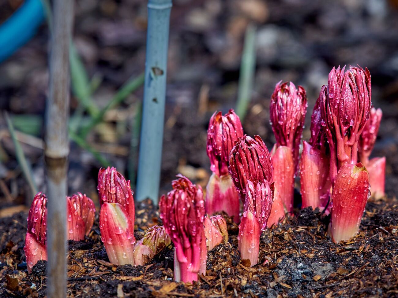 С красными побегами пионов зимой ничего делать не нужно