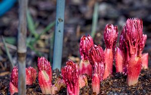 С красными побегами пионов зимой ничего делать не нужно