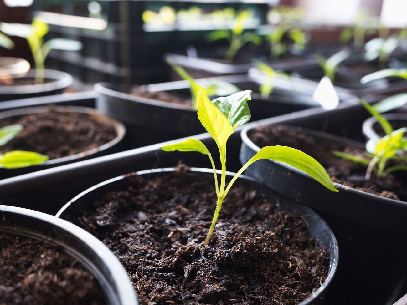 Для розвитку розсада любить нижчу температуру, ніж пророщування насіння