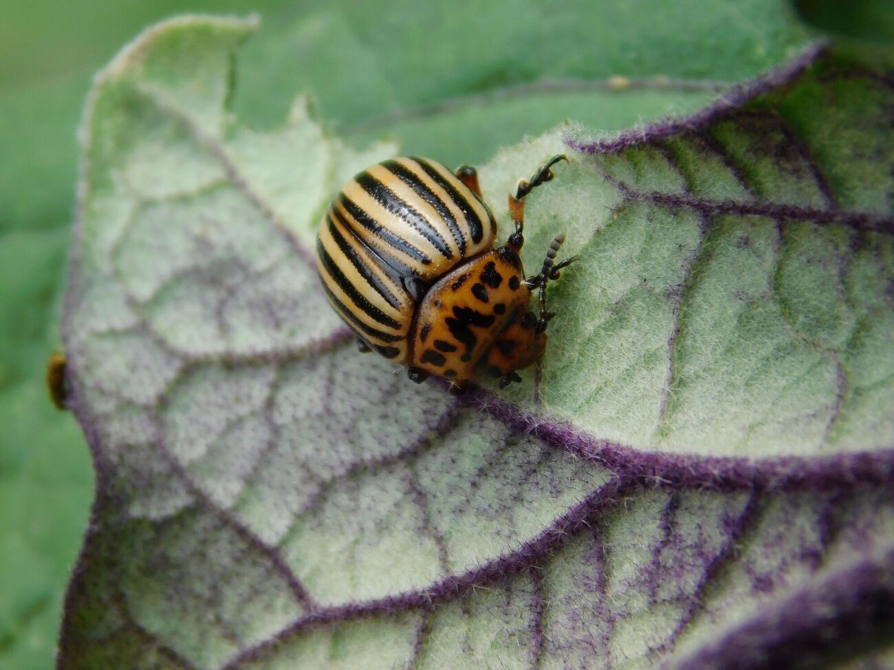Колорадські жуки полюбляють баклажани