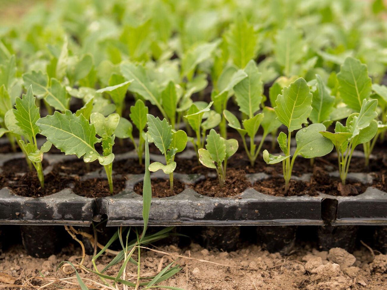 Через невелику масу й пухкість тирса дає можливість із легкістю витягти саджанці, не пошкодивши кореневу систему