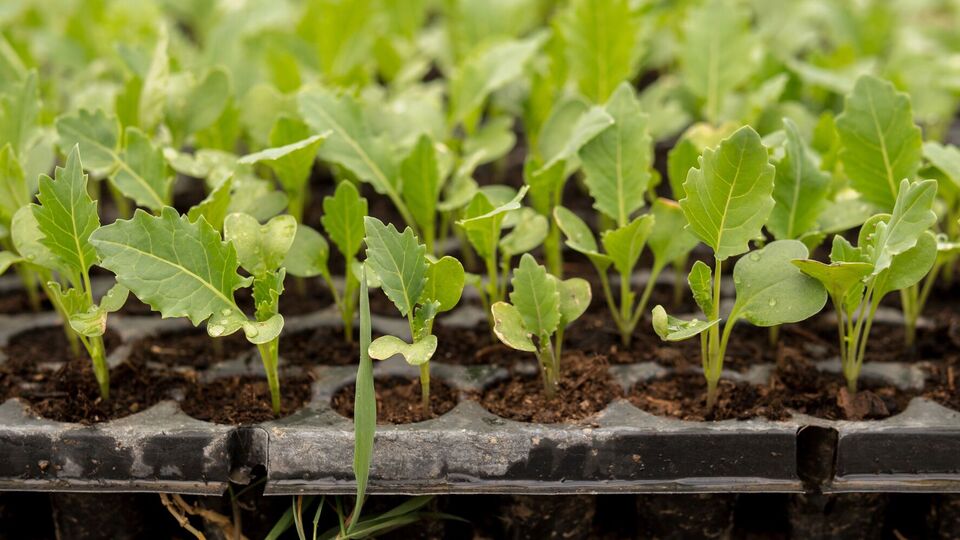 Через невелику масу й пухкість тирса дає можливість із легкістю витягти саджанці, не пошкодивши кореневу систему