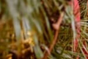 Вакарчук став лідером "Океану Ельзи" 1994 року