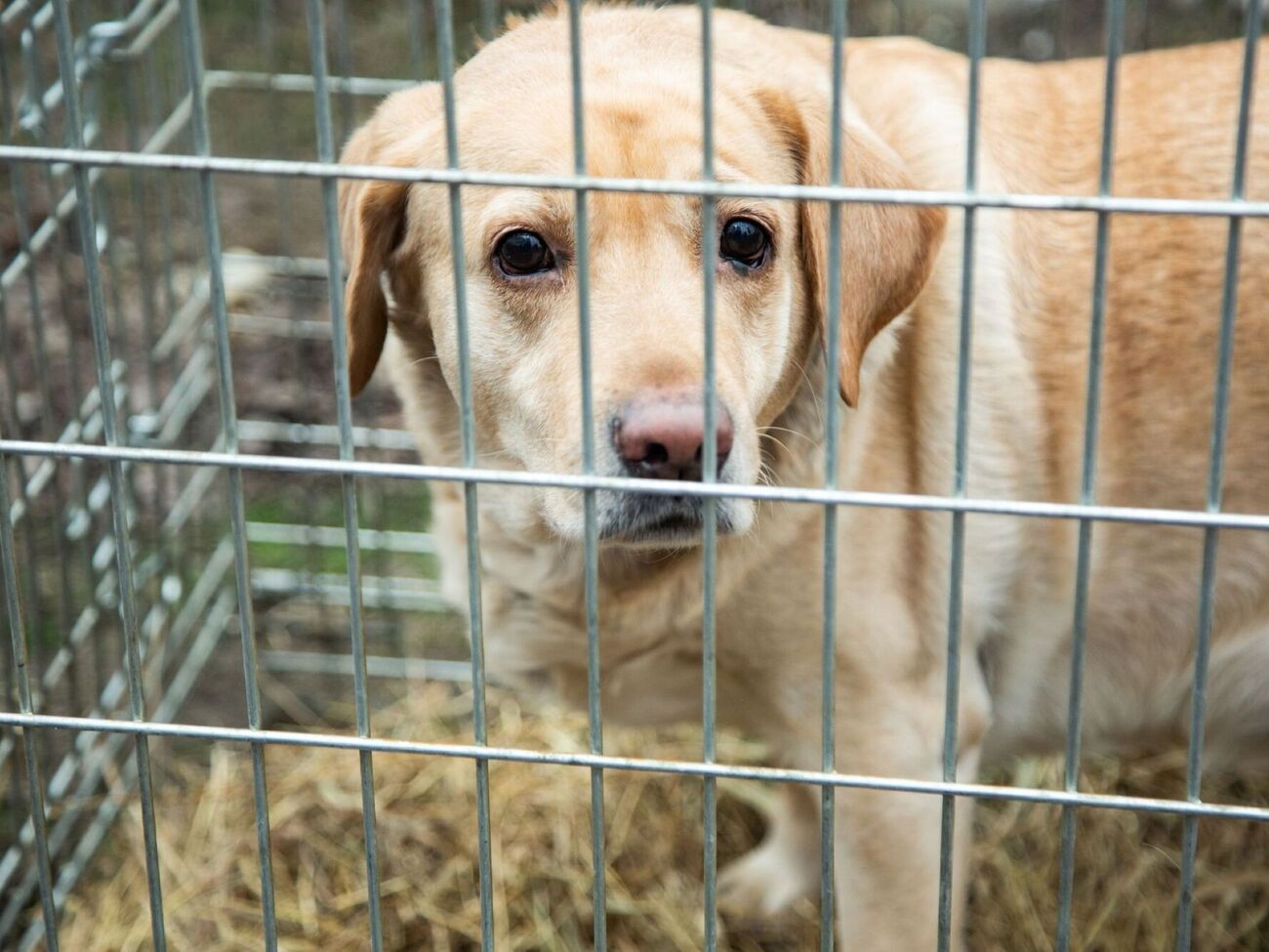 После приезда в Киев для лабрадора Ники волонтеры начнут подыскивать семью