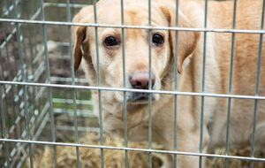 После приезда в Киев для лабрадора Ники волонтеры начнут подыскивать семью