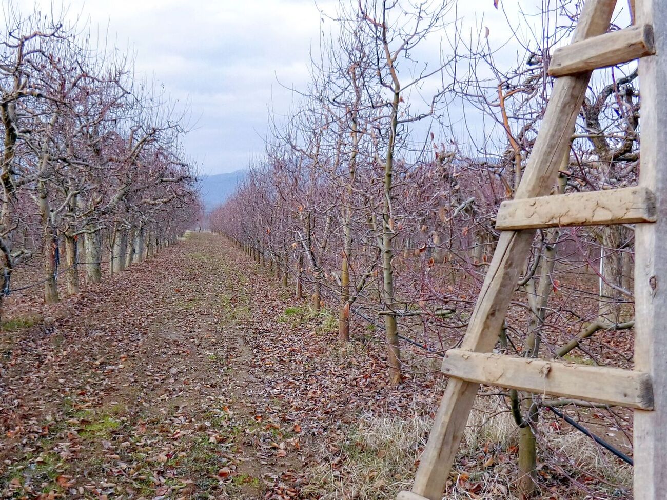Садові дерева потрібно вчасно підготувати до потепління