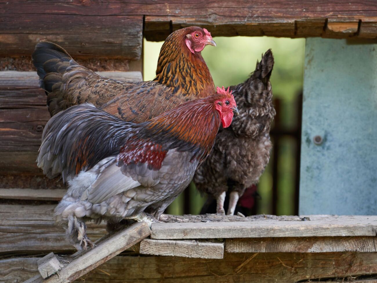 Клещи приводят к истощению и анемии у птиц из-за потери крови