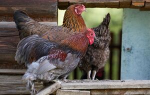 Клещи приводят к истощению и анемии у птиц из-за потери крови