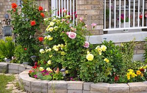 При формировании розового цветника следует учитывать размер взрослого растения