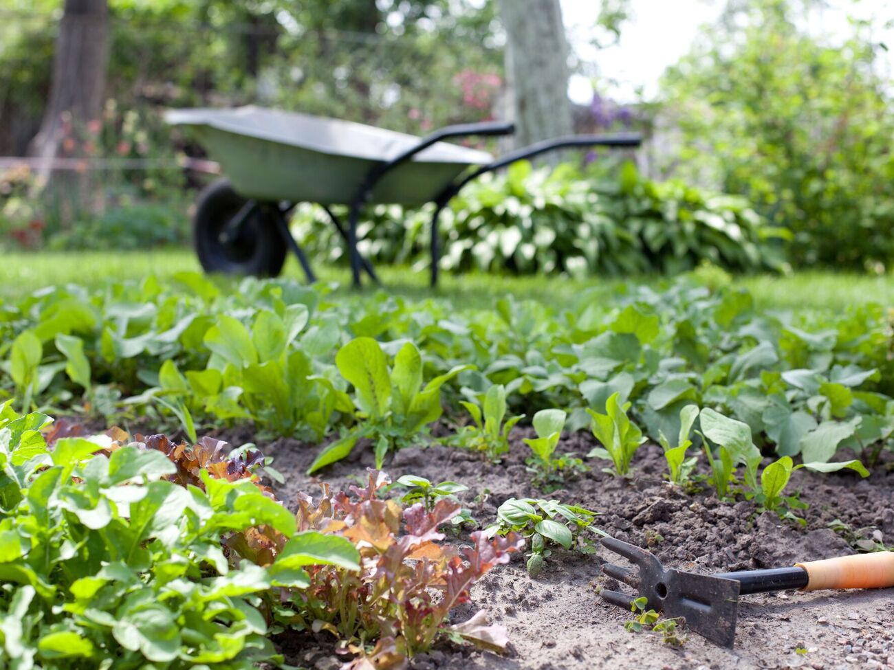 Бумага и картон задерживают рост сорняков