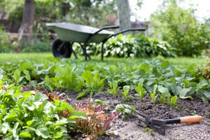 Бумага и картон задерживают рост сорняков