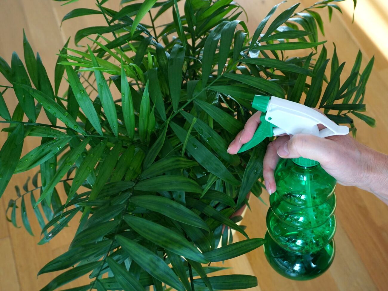 Растения нужно опрыскивать приготовленным раствором