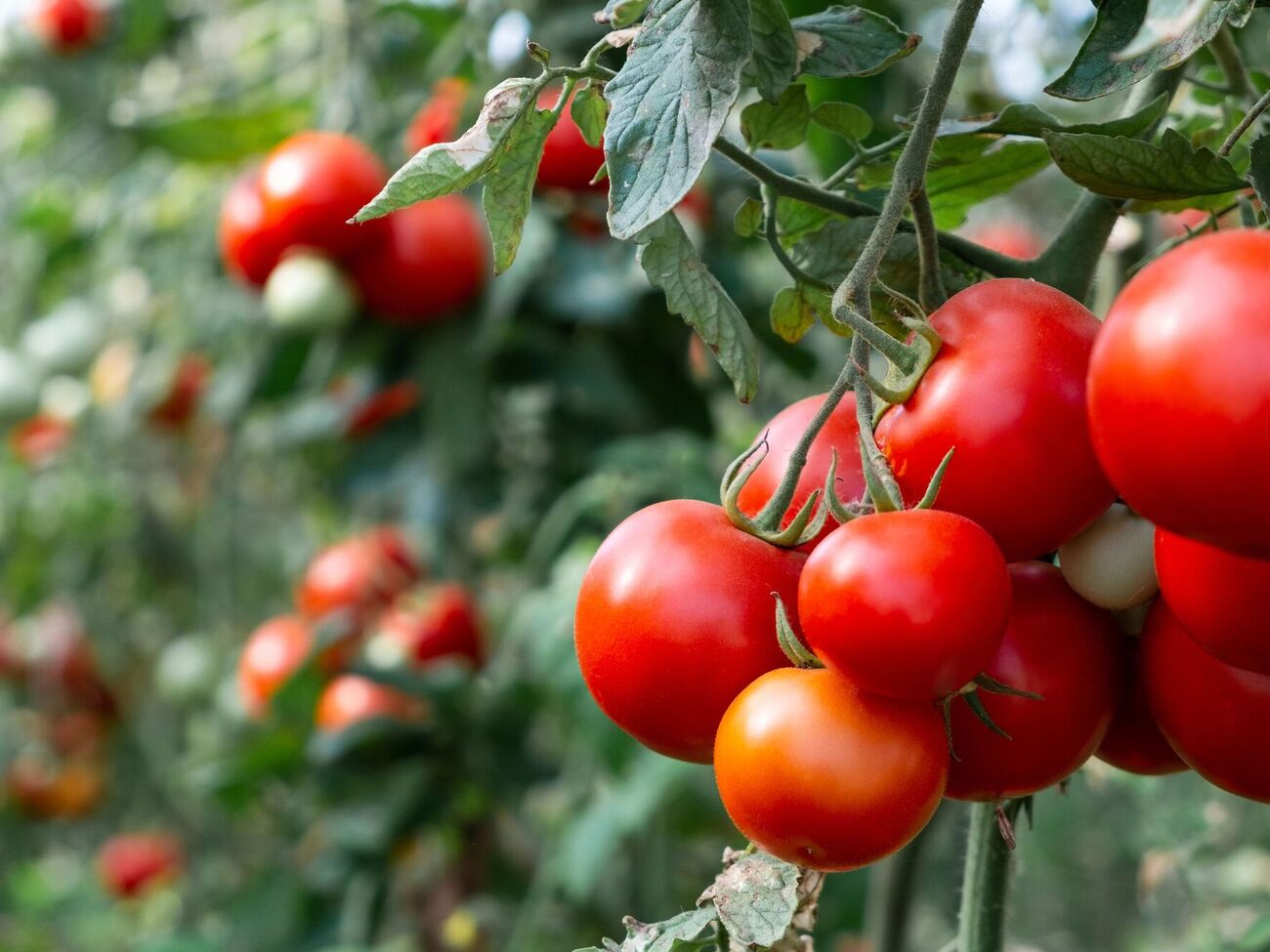 Помідорам подобається підживлення попелом