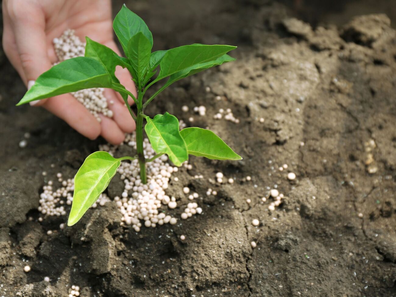 Минеральные удобрения иногда полезнее органических