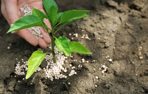 Минеральные удобрения иногда полезнее органических