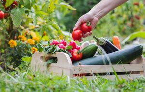 Є багато способів омолодити ґрунт