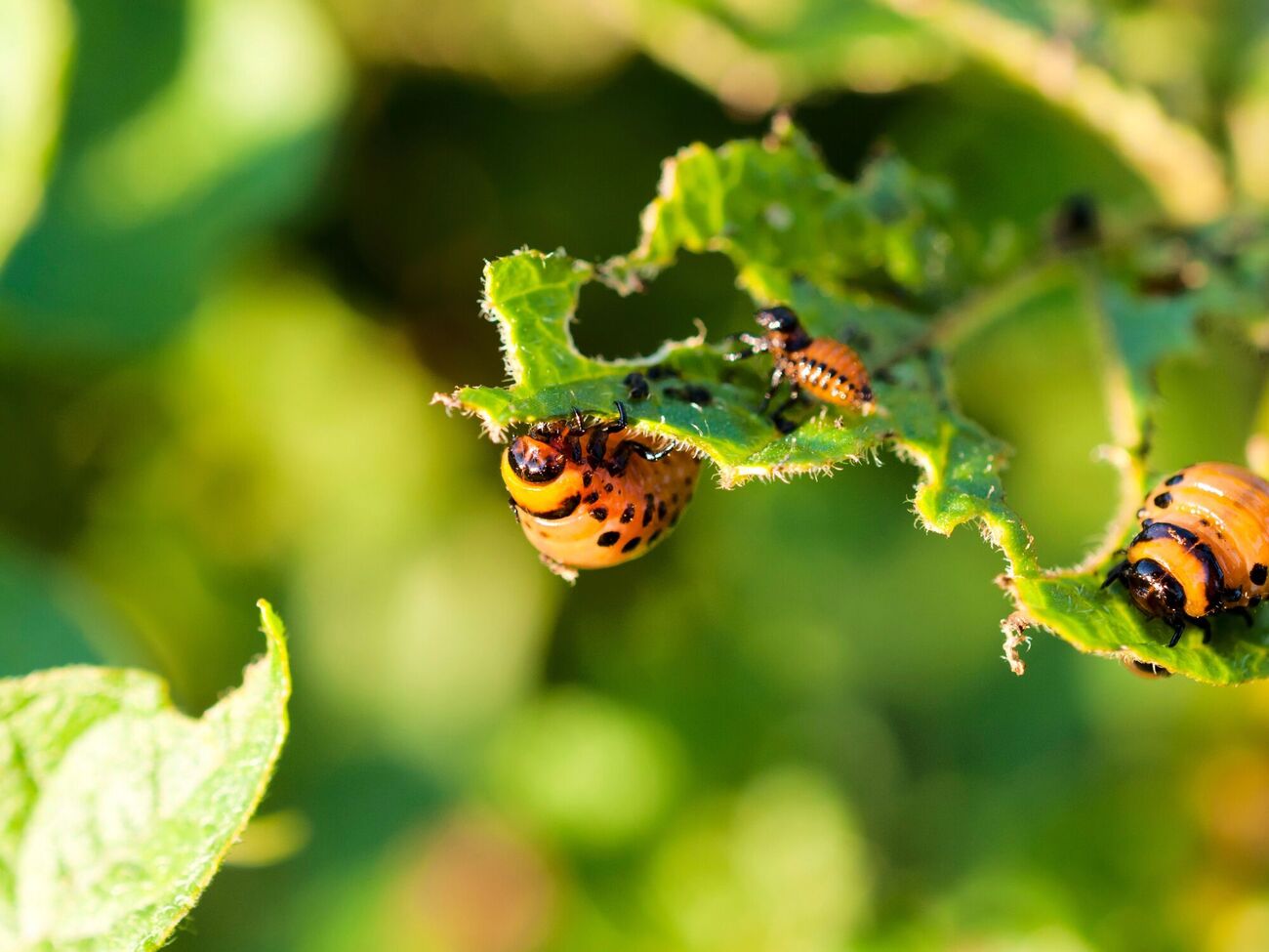 Боротьбу зі шкідниками варто розпочати навесні