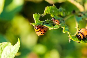 Боротьбу зі шкідниками варто розпочати навесні