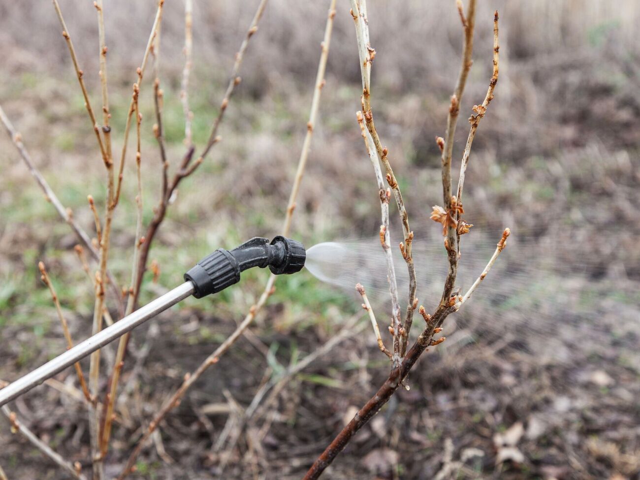 По словам блогера, до +5 °C нет смысла опрыскивать сад, потому что все зимующие вредители хорошо прячутся