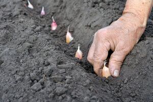 Чеснок сажают "донышком" вниз