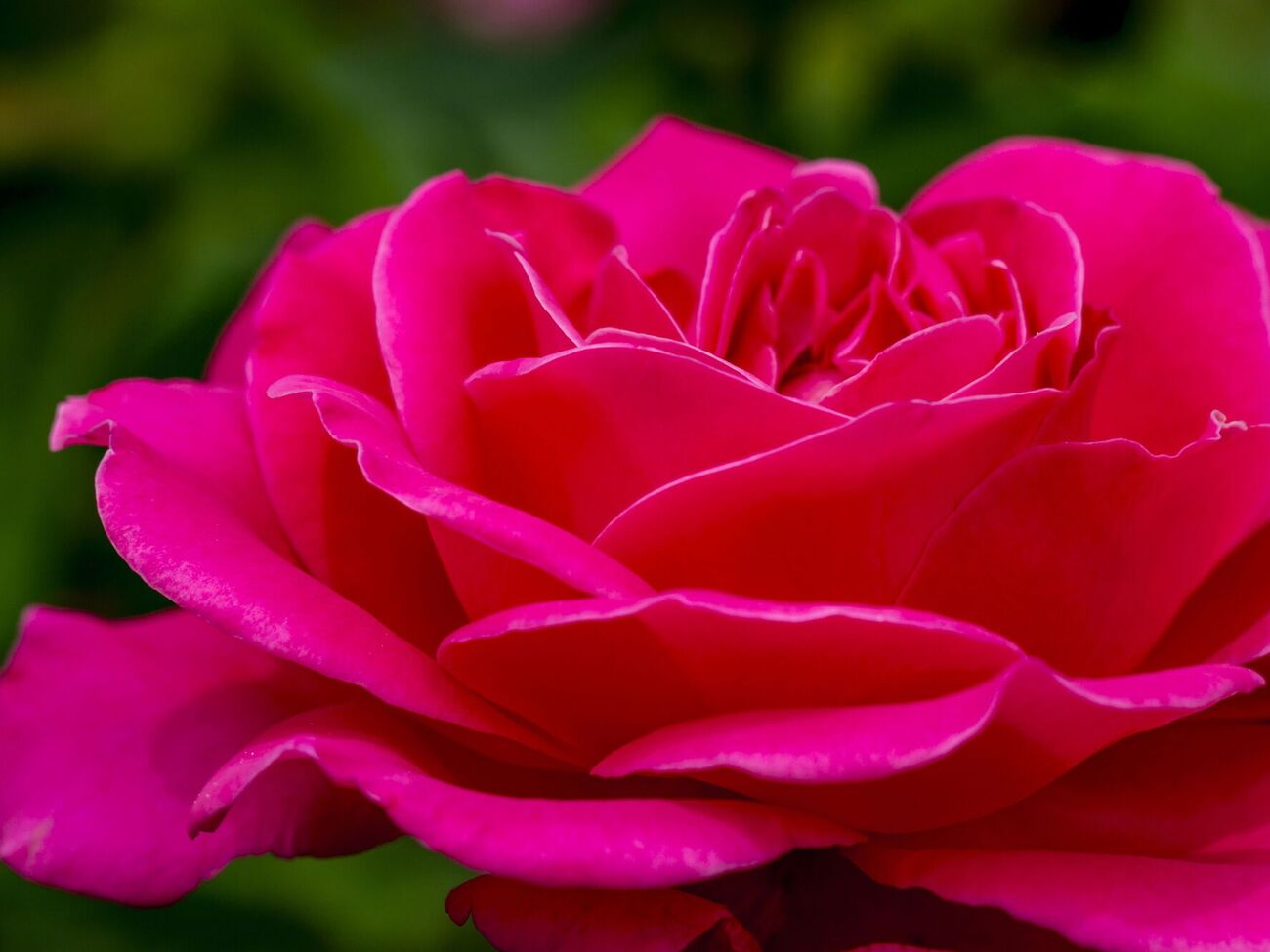 Формирование английской розы имеет свои особенности