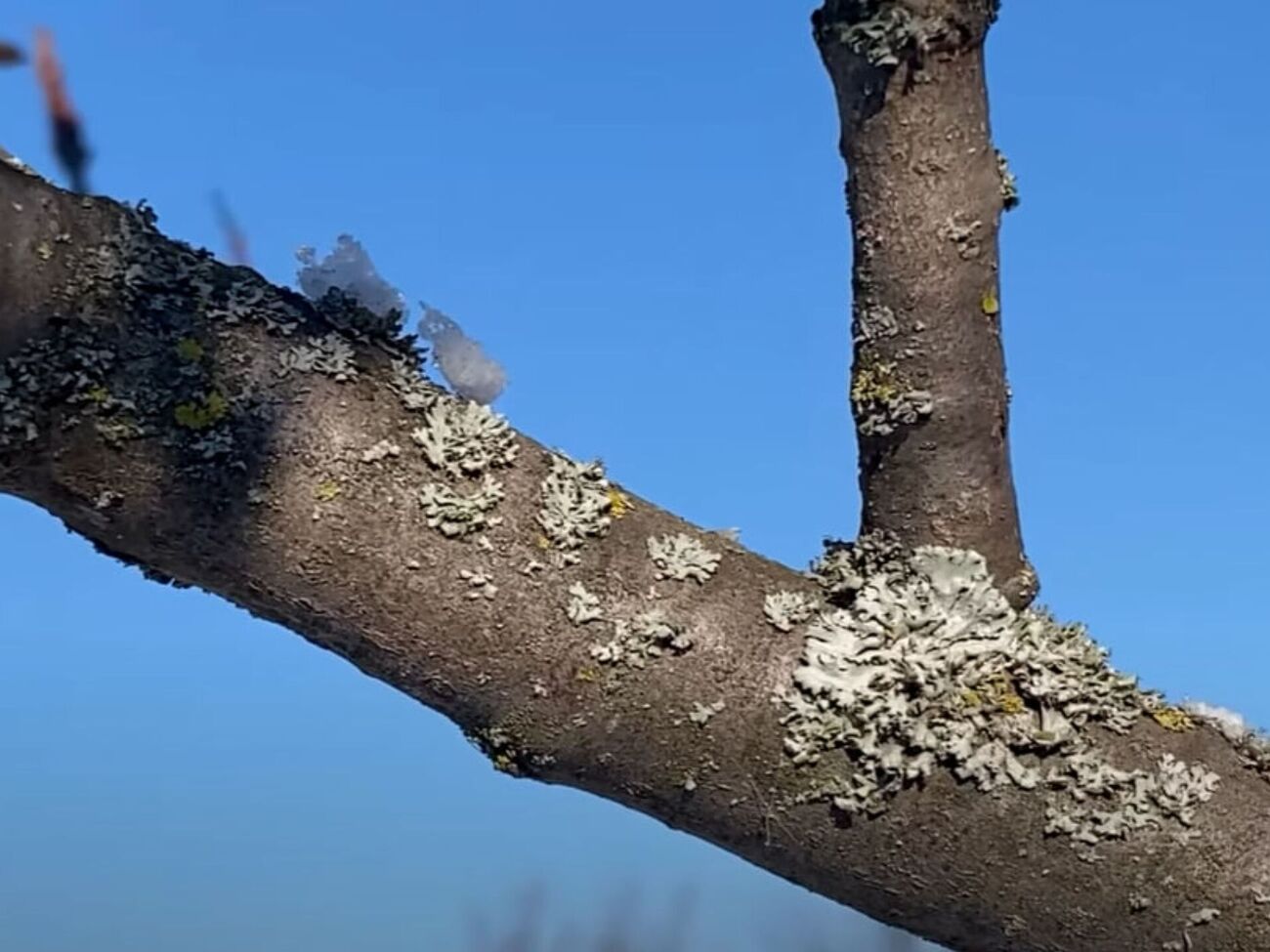 По словам садовода, появление наростов на коре плодовых деревьев означает, что за садом плохо ухаживают