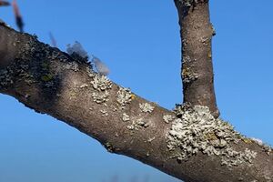 По словам садовода, появление наростов на коре плодовых деревьев означает, что за садом плохо ухаживают