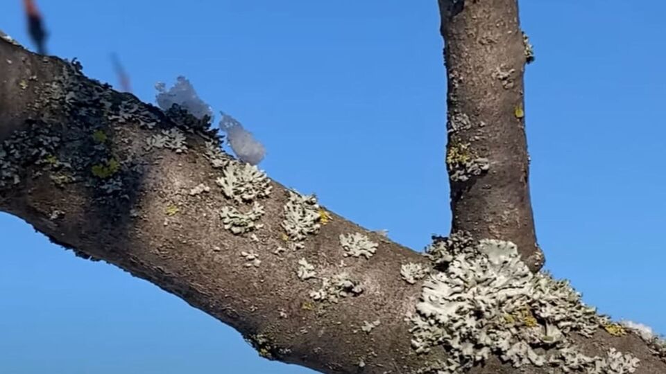 За словами садівника, поява наростів на корі плодових дерев означає, що за садом погано доглядають