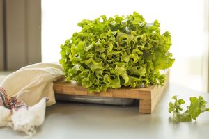 Салат очень легко выращивать дома