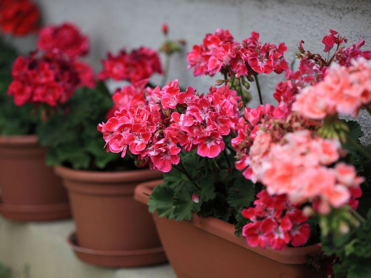 Для полива герани достаточно 5 ст. л. подкормки