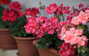 Для полива герани достаточно 5 ст. л. подкормки