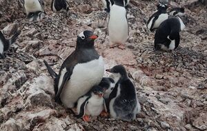 Обычно родителям-пингвинам сложно выкормить трех детенышей