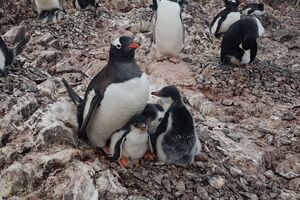 Обычно родителям-пингвинам сложно выкормить трех детенышей