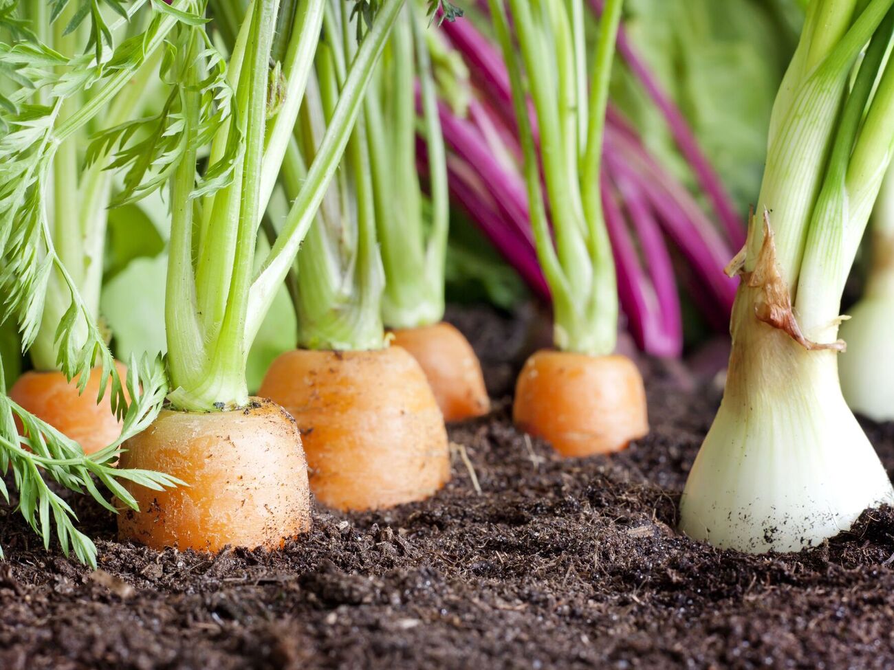 Корнеплоды будут комфортно чувствовать себя на участке после лука