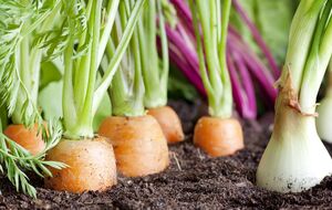 Корнеплоды будут комфортно чувствовать себя на участке после лука